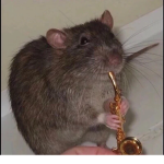 The Rats Hangout Group