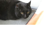the jack cat