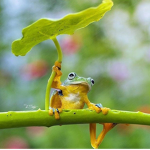 _Froggie People_