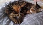 Nala the cat squad