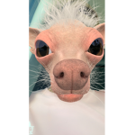 Sacrifice Sanctuary Fan Group