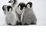 Penguins only :>