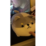 Kaminoikari