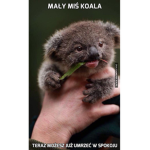 koala kajtka