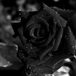 Dead - Roses