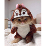 CAPTAIN KITTY