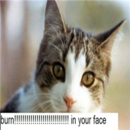 Cat Roblox decal