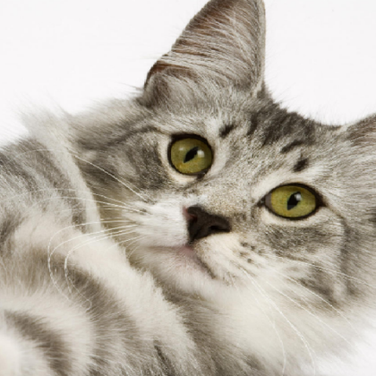 Cat Decal Roblox decal