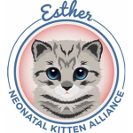 kitten alliance