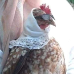 Chick3n Fans