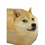 Doge cast group