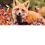 Foxy oxy