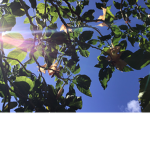 Sun and moons