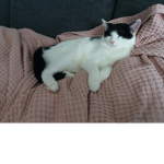 Cat_club2