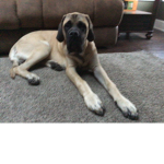 My dog is good boy