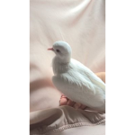 ~ aesthetic doves ~