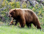 Wz brown bear group