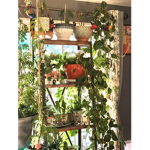 _…~Nature~…_