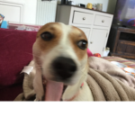 THE DOG!!!!!