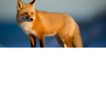 Fox fangroup