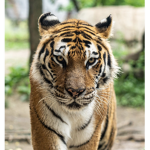 @TigerSquad