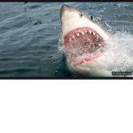 Mr Roblox shark