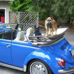 Blue Car Doggo Studios