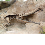 Roblox Paleontology Group