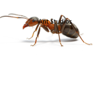 Epic Ant Studios