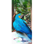 Save the parrots