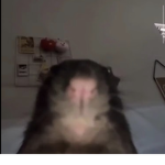Rat’s united