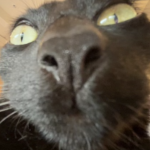 ameloser