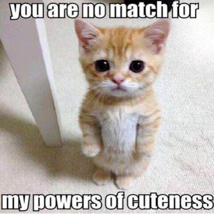Funny Cat Meme #2 Roblox decal