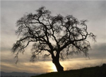 The Sons and Daughters of Mother Nature