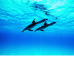 DOLPHIN SEA GROUP