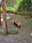 (|Red panda pack|)