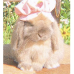 Little Bunnie$