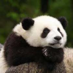 Pandas Sleepy Forest