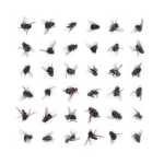 Flies Again