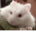Albino Hamster Club