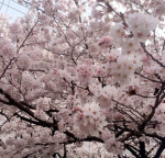 blossom”