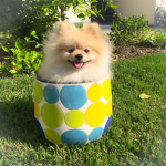 Cody The Pomeranian