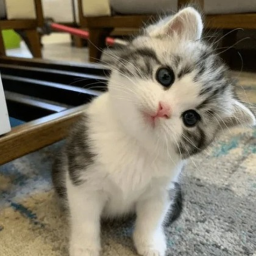 purrfect!