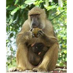 The monkey cafe