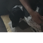 Doggiefam
