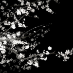adore blossoms