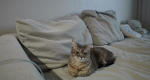 sano2113