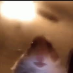 hamster group (prays is on sundays)