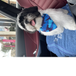 Barking at toes heehee
