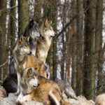 Wоlf Pack